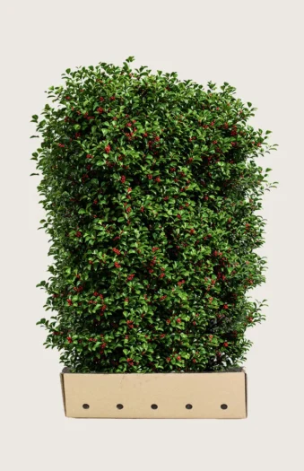 Kystkristtorn Alaska 200cm Velgrenet | Plantinavia