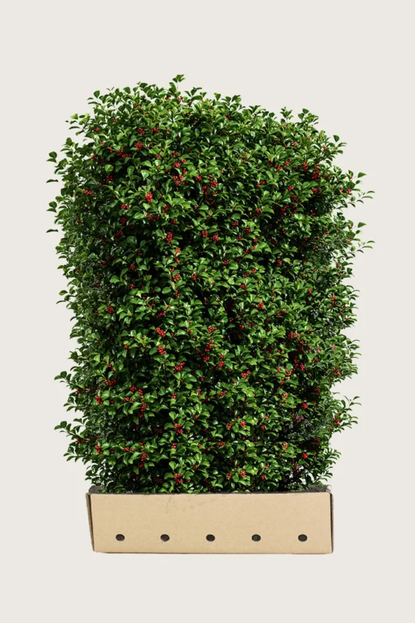 Kystkristtorn Alaska 200cm Velgrenet | Plantinavia