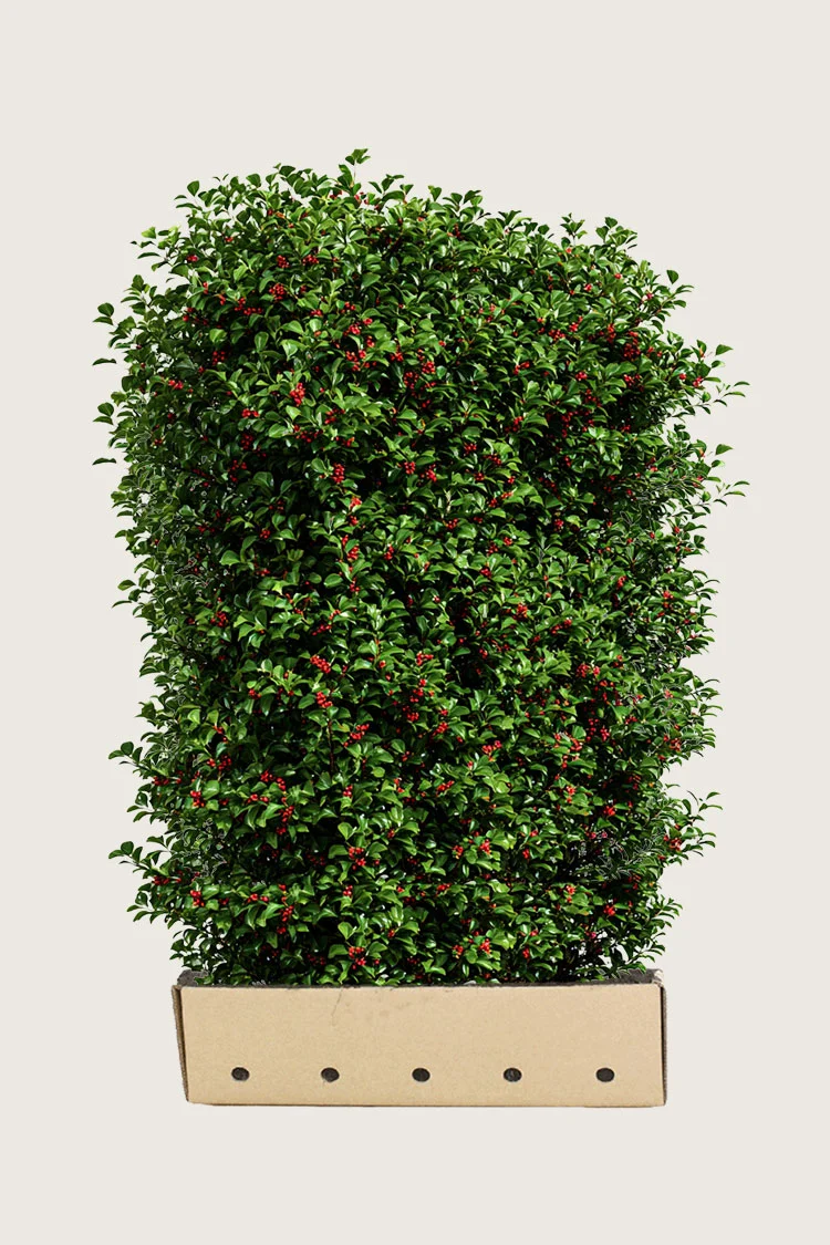 Kystkristtorn Alaska 200cm Velgrenet | Plantinavia