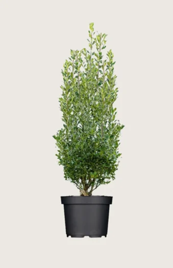 Kystkristtorn Alaska 200cm Grenet | Plantinavia