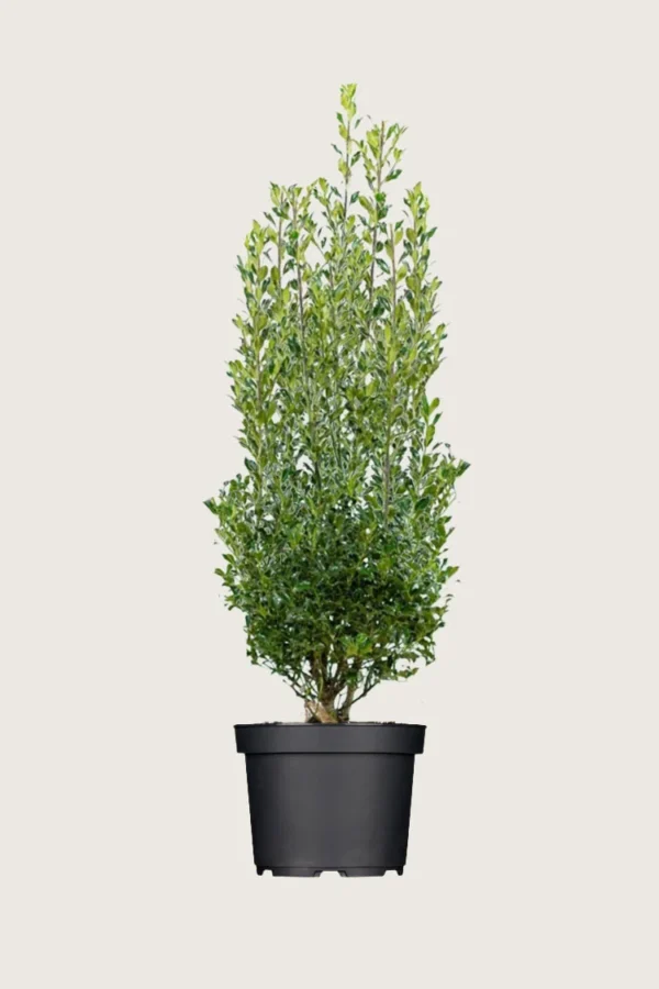 Kystkristtorn Alaska 200cm Grenet | Plantinavia