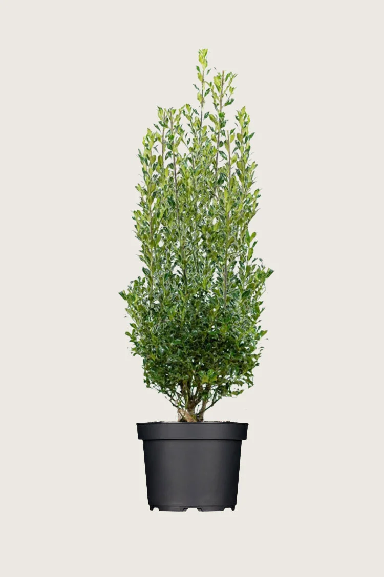 Kystkristtorn Alaska 200cm Grenet | Plantinavia