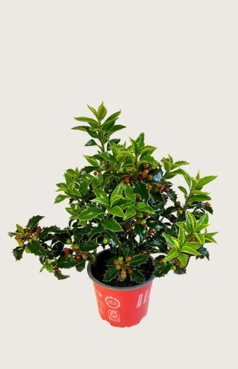 Kystkristtorn Alaska 60cm Grenet | Plantinavia