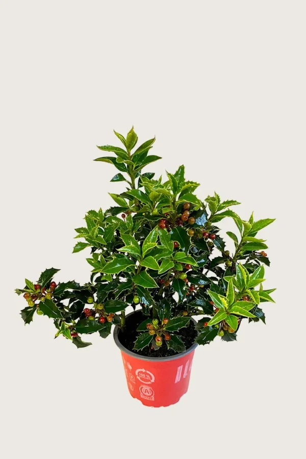 Kystkristtorn Alaska 60cm Grenet | Plantinavia
