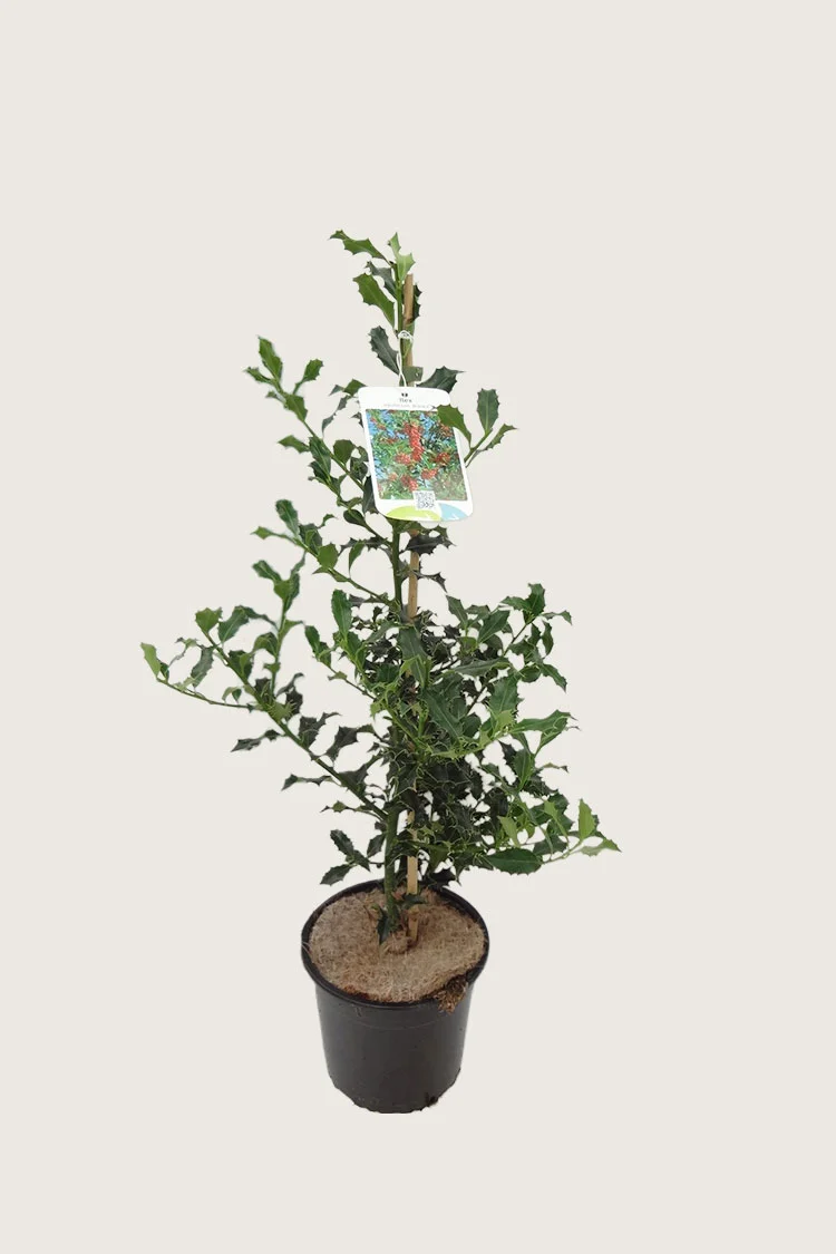 Kystkristtorn Alaska 175cm Outlet | Plantinavia