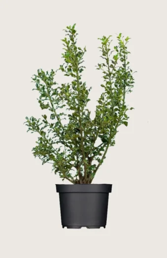 Kystkristtorn Alaska 225cm Outlet | Plantinavia