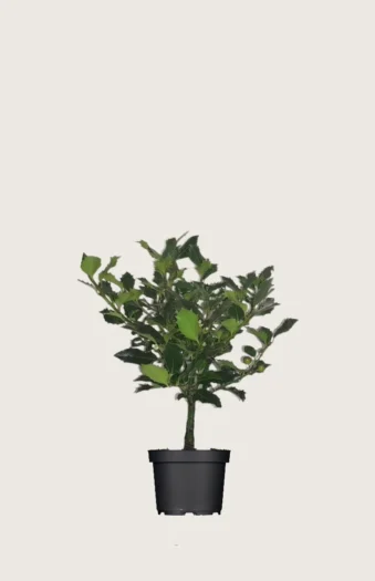 Kystkristtorn Alaska 40cm Outlet | Plantinavia