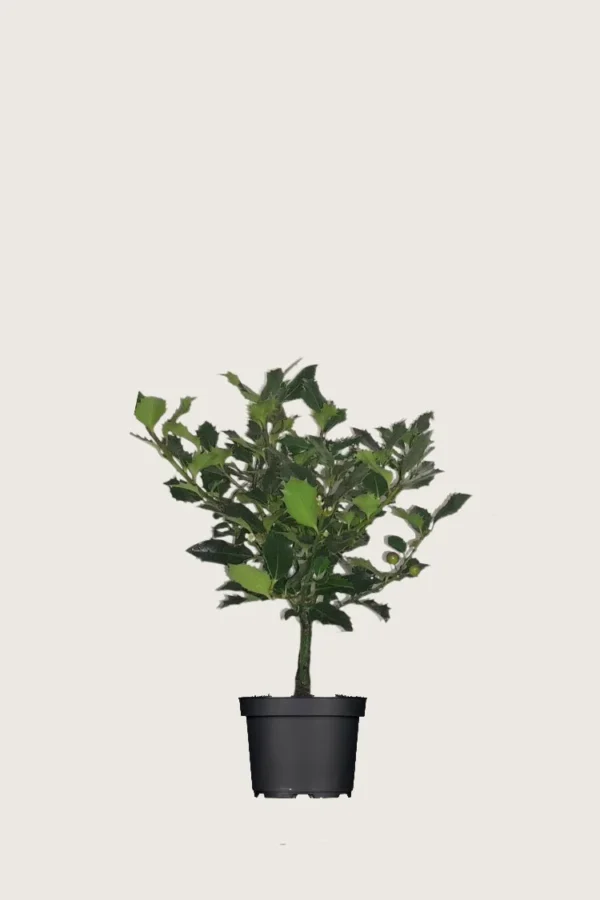 Kystkristtorn Alaska 40cm Outlet | Plantinavia