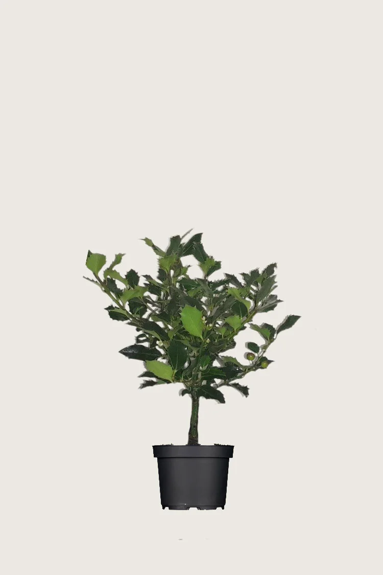 Kystkristtorn Alaska 60cm Outlet | Plantinavia
