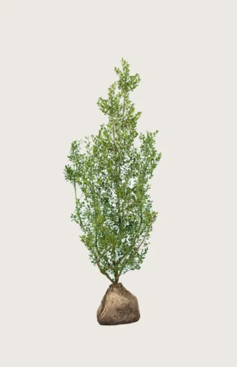 Kystkristtorn Alaska 100cm Grenet | Plantinavia