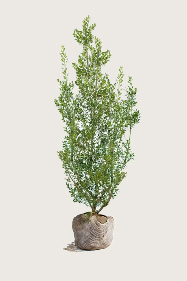 Kystkristtorn Alaska 225cm Grenet | Plantinavia