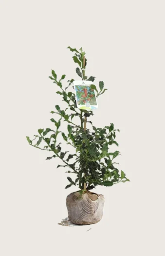 Kystkristtorn Alaska 150cm Outlet | Plantinavia