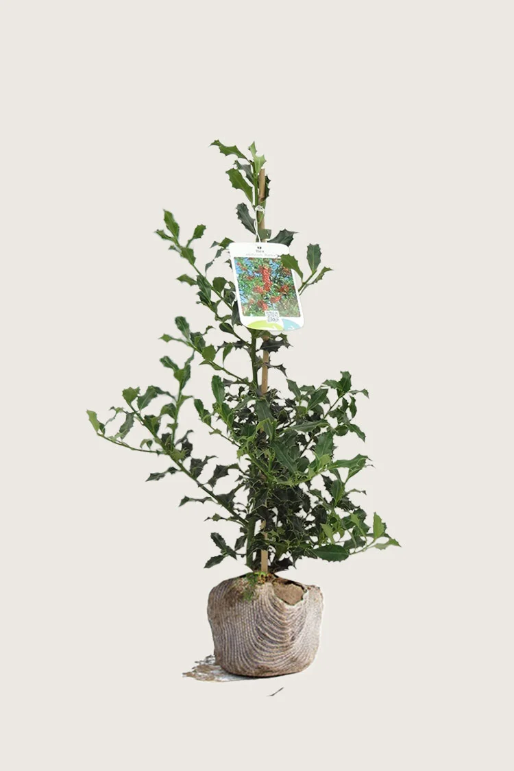 Kystkristtorn Alaska 175cm Outlet | Plantinavia