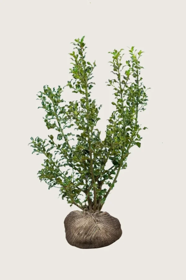 Kystkristtorn Alaska 225cm Outlet | Plantinavia