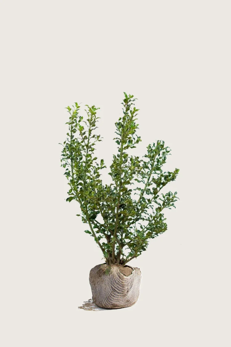 Kystkristtorn Alaska 60cm Outlet | Plantinavia