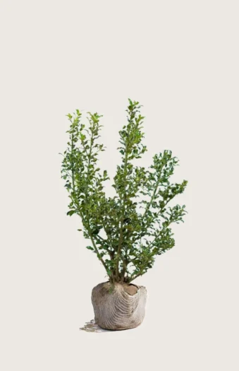 Kystkristtorn Alaska 80cm Outlet | Plantinavia