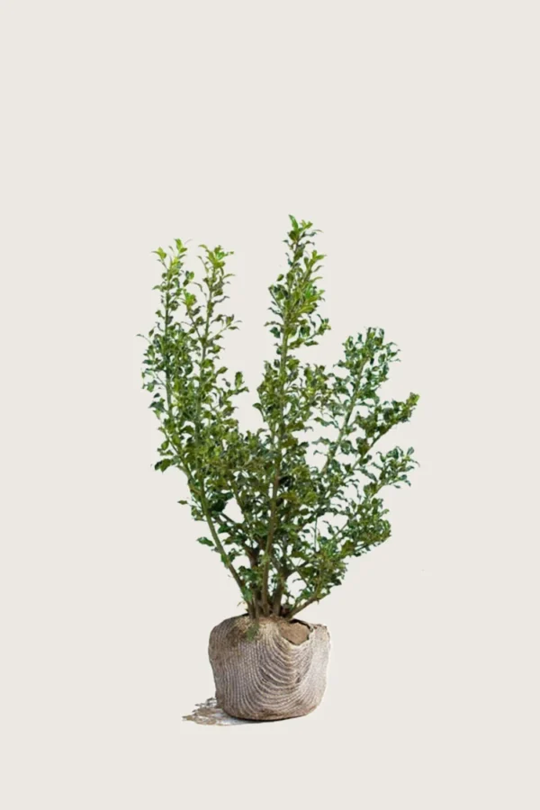 Kystkristtorn Alaska 80cm Outlet | Plantinavia