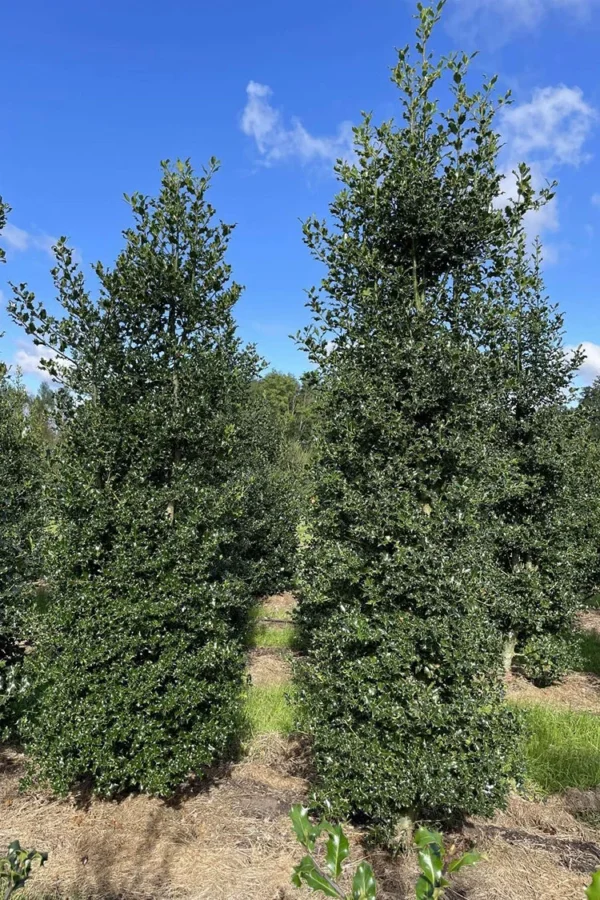 Kystkristtorn 200cm Velgrenet | Plantinavia