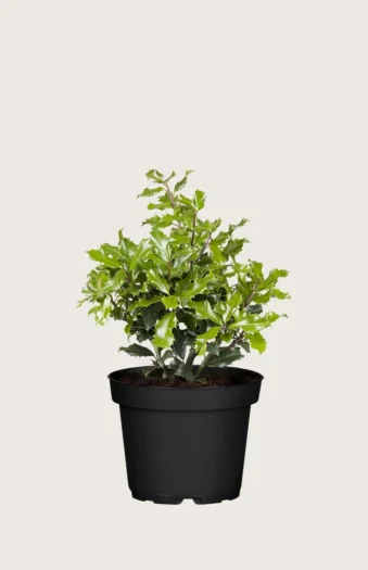 Kystkristtorn 60cm Grenet | Plantinavia