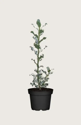 Kystkristtorn 225cm Outlet | Plantinavia