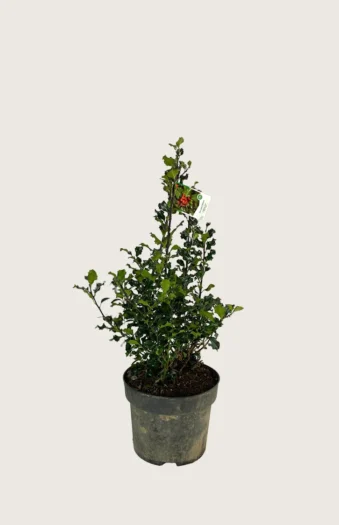 Kystkristtorn 60cm Outlet | Plantinavia
