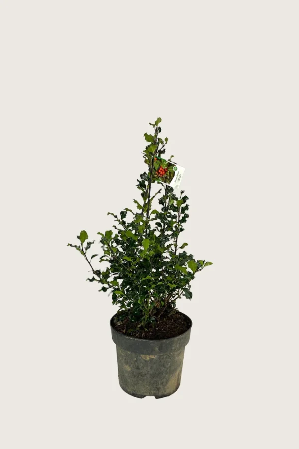 Kystkristtorn 60cm Outlet | Plantinavia