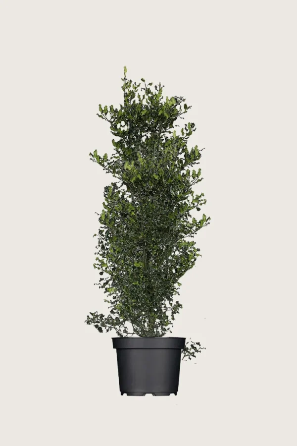 Kystkristtorn 175cm Velgrenet | Plantinavia