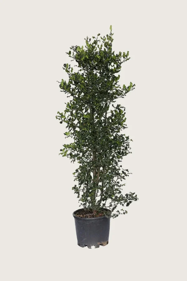 Kystkristtorn 225cm Velgrenet | Plantinavia