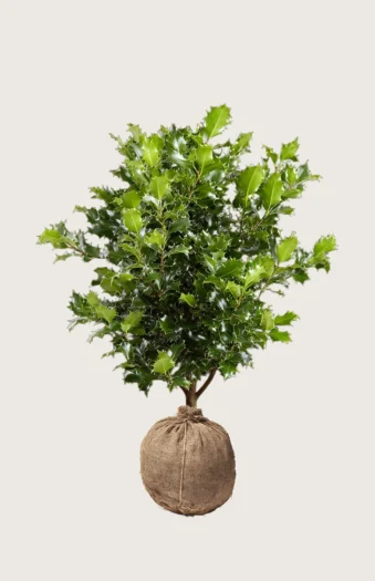 Kystkristtorn 200cm Grenet | Plantinavia