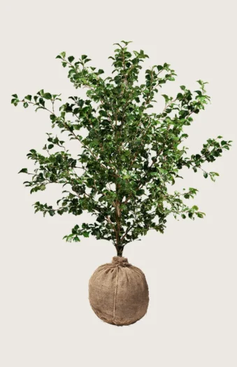 Kystkristtorn 250cm Grenet | Plantinavia