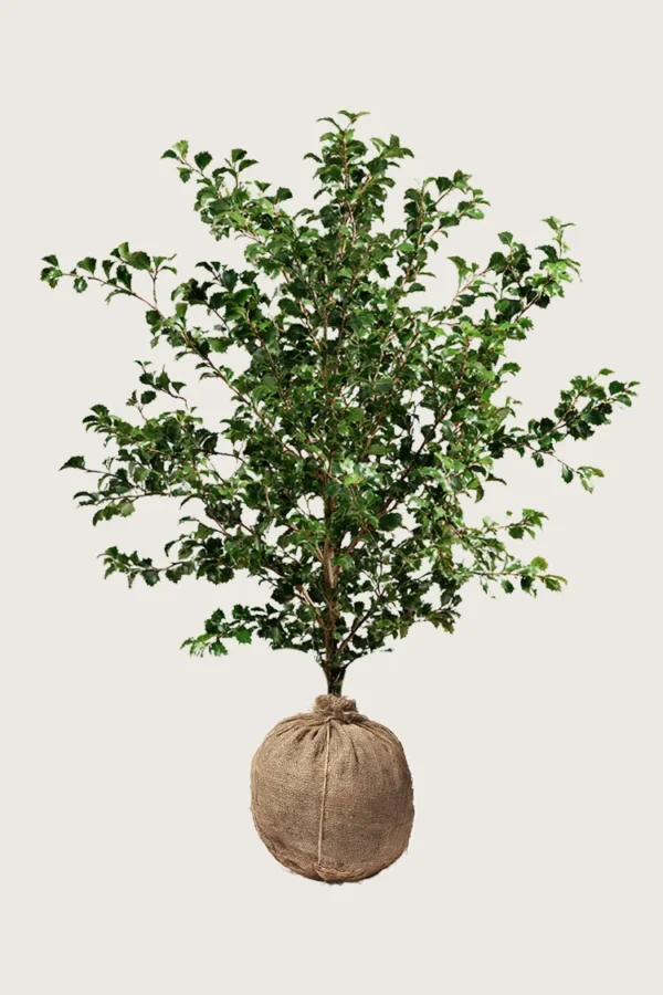 Kystkristtorn 350cm Grenet | Plantinavia