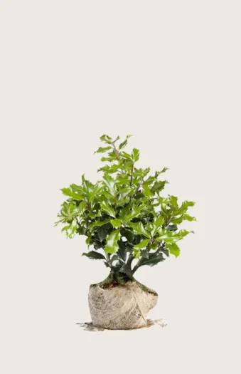 Kystkristtorn 80cm Grenet | Plantinavia