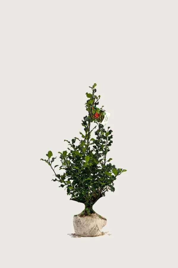 Kystkristtorn 60cm Outlet | Plantinavia