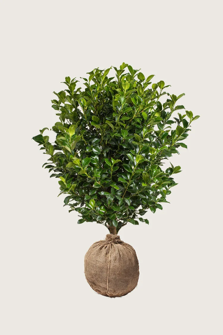Kystkristtorn 175cm Velgrenet | Plantinavia
