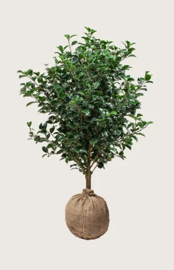 Kystkristtorn 225cm Velgrenet | Plantinavia