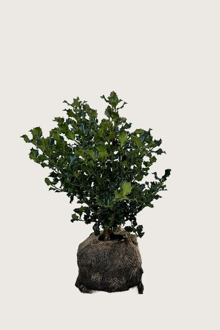 Kystkristtorn 40cm Velgrenet | Plantinavia