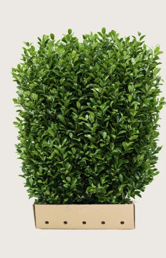 Laurbærhegg Bonaparte 200cm Velgrenet | Plantinavia