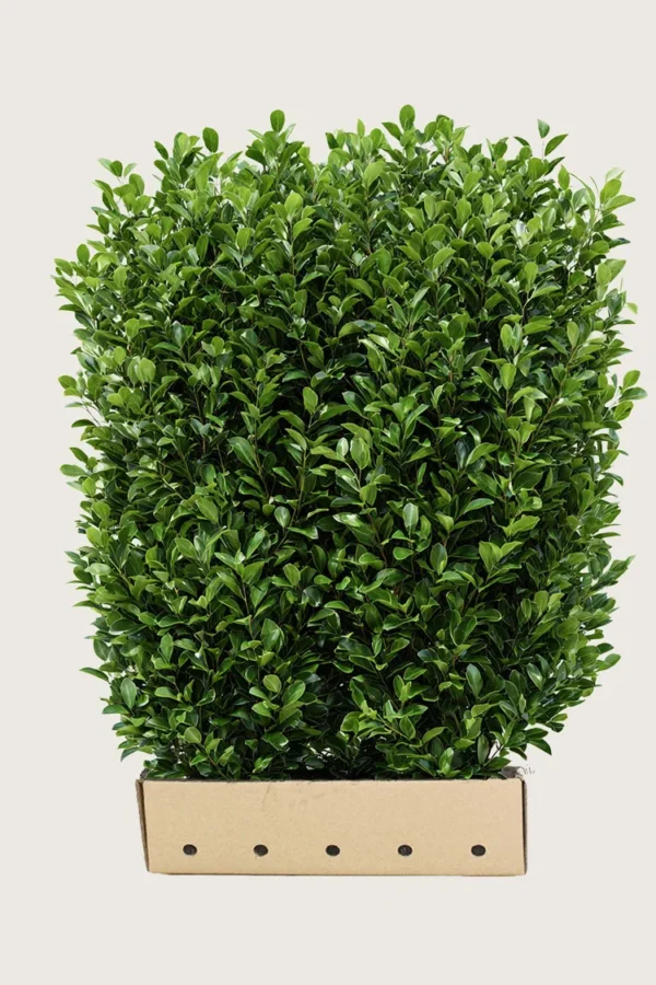 Laurbærhegg Bonaparte 200cm Velgrenet | Plantinavia