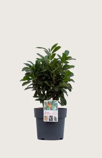 Laurbærhegg Bonaparte 100cm Grenet | Plantinavia