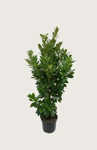 Laurbærhegg Bonaparte 150cm Grenet | Plantinavia