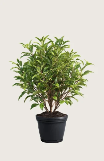Laurbærhegg Bonaparte 150cm Outlet | Plantinavia