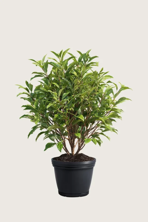 Laurbærhegg Bonaparte 200cm Outlet | Plantinavia
