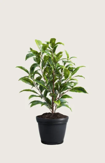 Laurbærhegg Bonaparte 60cm Outlet | Plantinavia