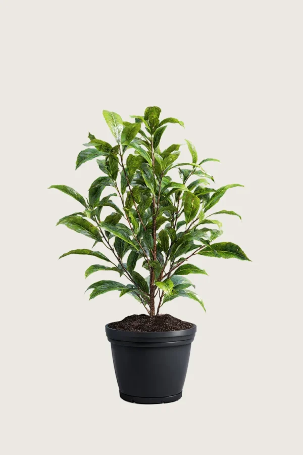 Laurbærhegg Bonaparte 60cm Outlet | Plantinavia