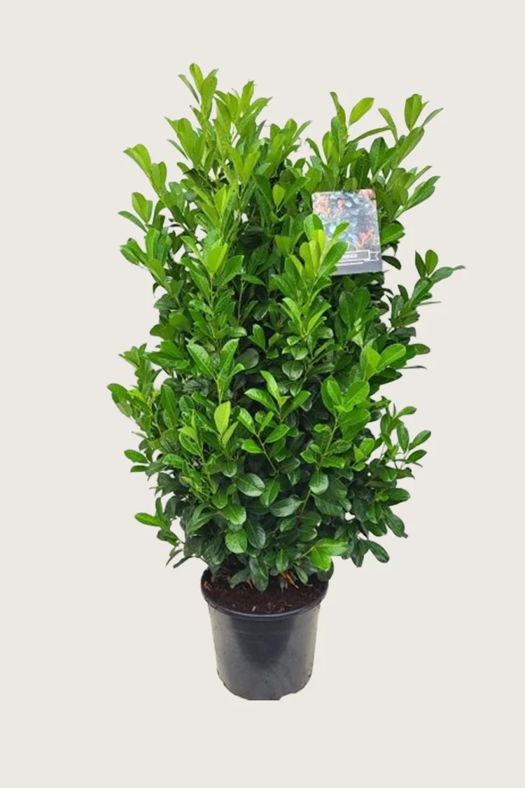 Laurbærhegg Bonaparte 125cm Velgrenet | Plantinavia