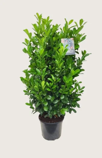 Laurbærhegg Bonaparte 150cm Velgrenet | Plantinavia