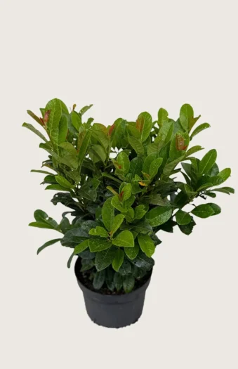 Laurbærhegg Bonaparte 60cm Velgrenet | Plantinavia