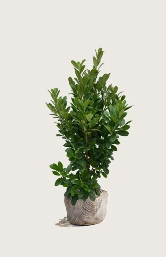 Laurbærhegg Bonaparte 125cm Grenet | Plantinavia