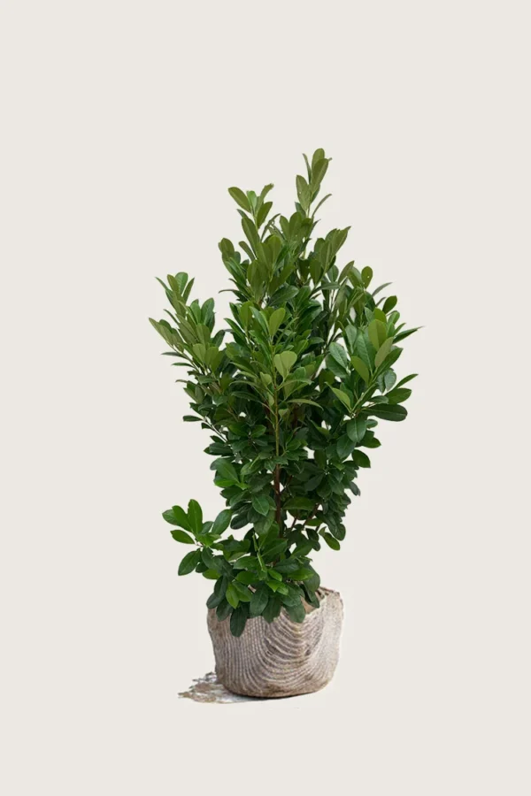 Laurbærhegg Bonaparte 125cm Grenet | Plantinavia