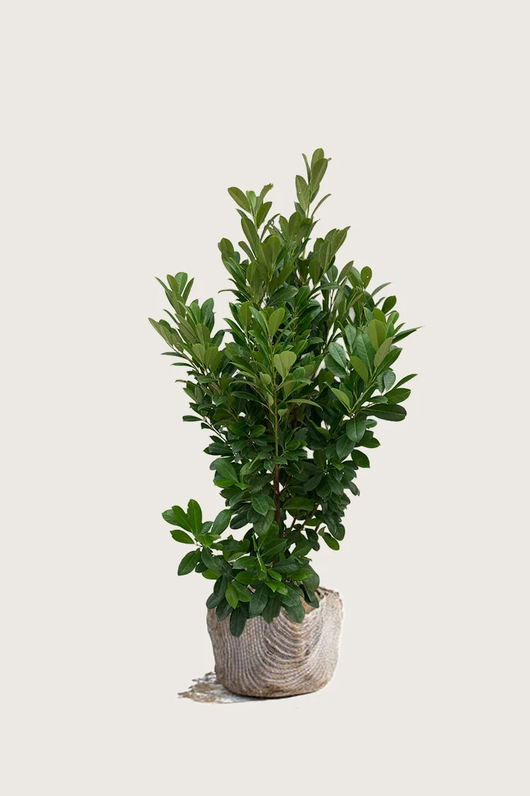 Laurbærhegg Bonaparte 150cm Grenet | Plantinavia